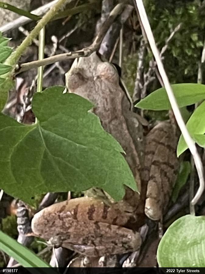 Wood Frog