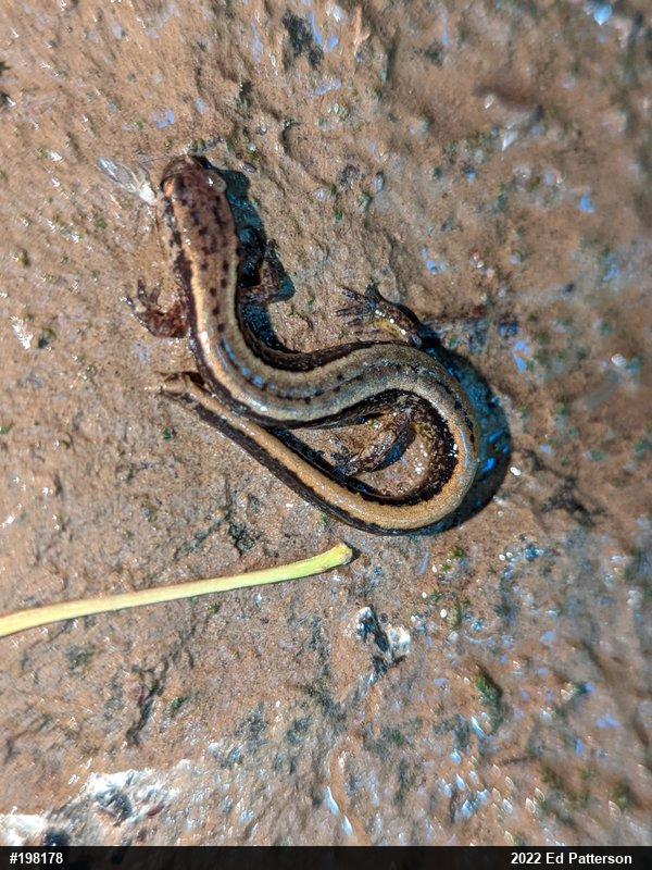 Northern Two-lined Salamander