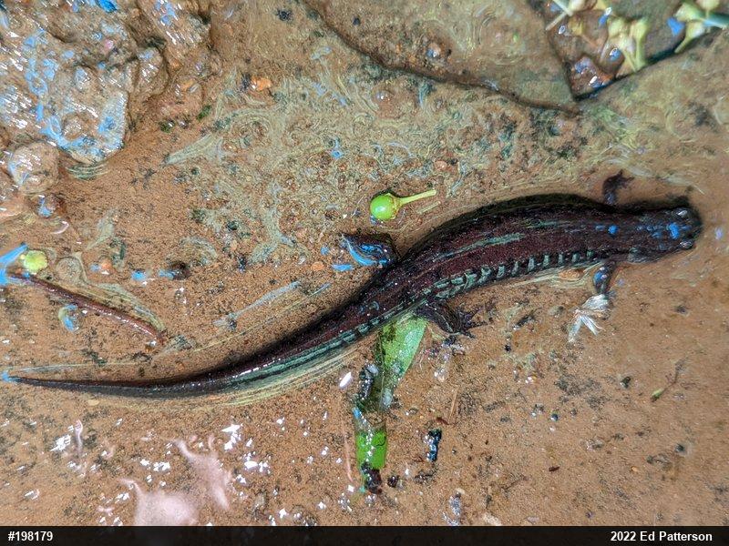 Northern Dusky Salamander