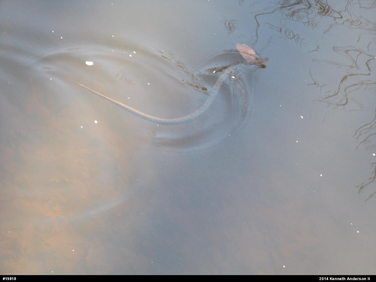Northern Watersnake