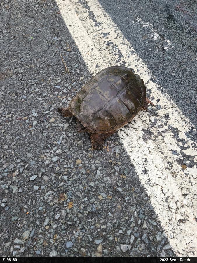 Snapping Turtle