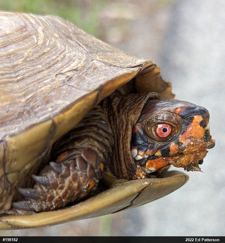 Box Turtles