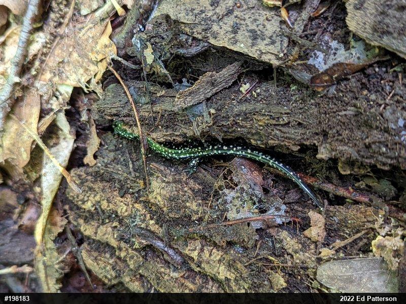 Northern Slimy Salamander
