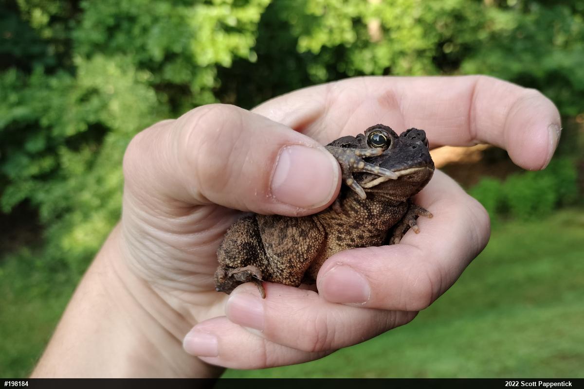 Eastern American Toad