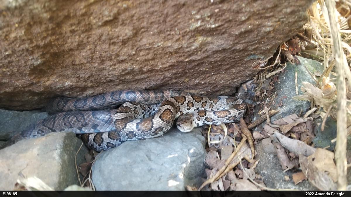 Eastern Milksnake