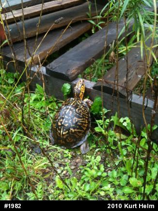 Eastern Box Turtle