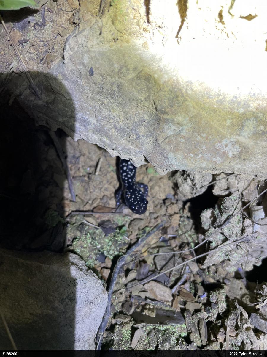 Northern Slimy Salamander