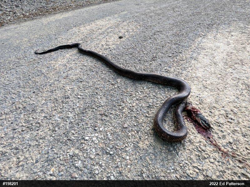 Eastern Ratsnake
