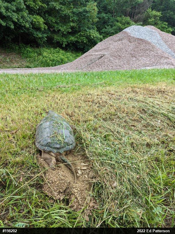 Snapping Turtle