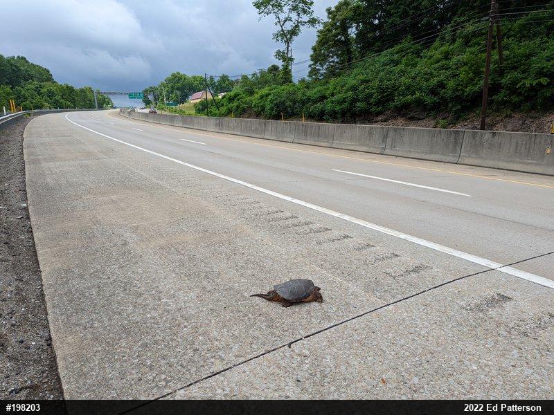 Snapping Turtle
