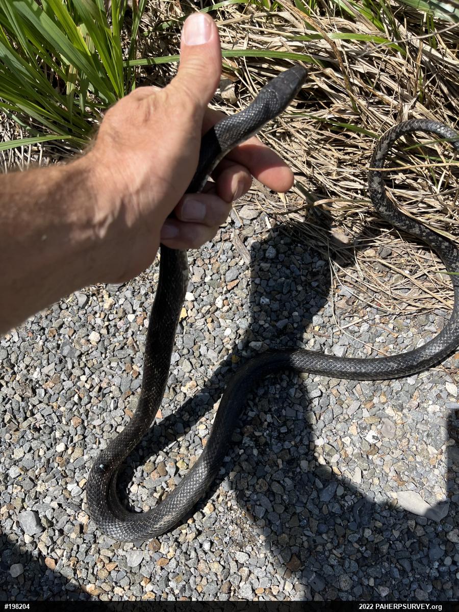 Eastern Ratsnake
