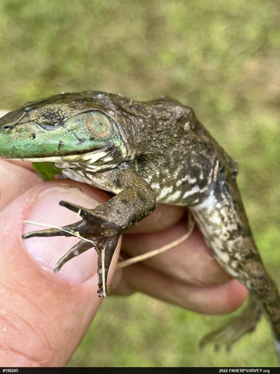 American Bullfrog