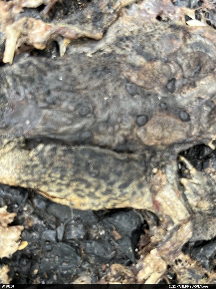 Eastern American Toad