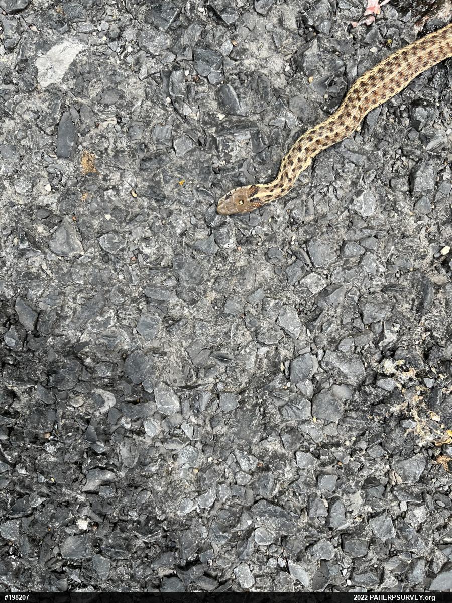 Eastern Gartersnake