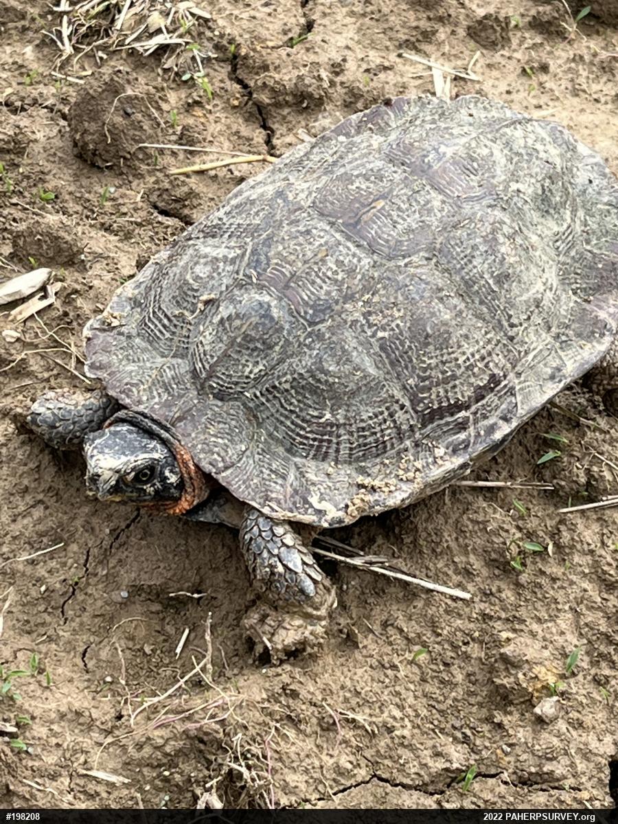 Wood Turtle