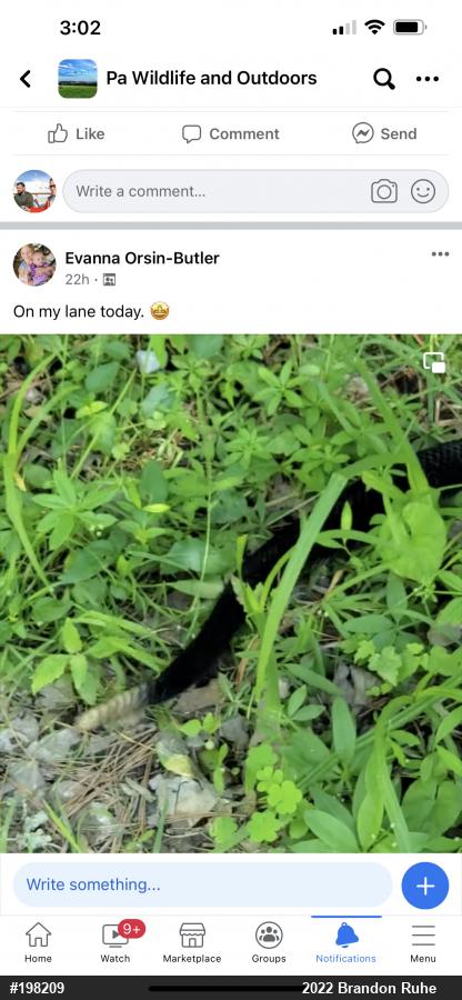 Timber Rattlesnake
