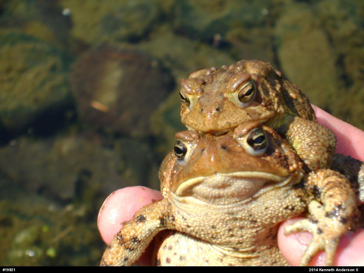 Eastern American Toad
