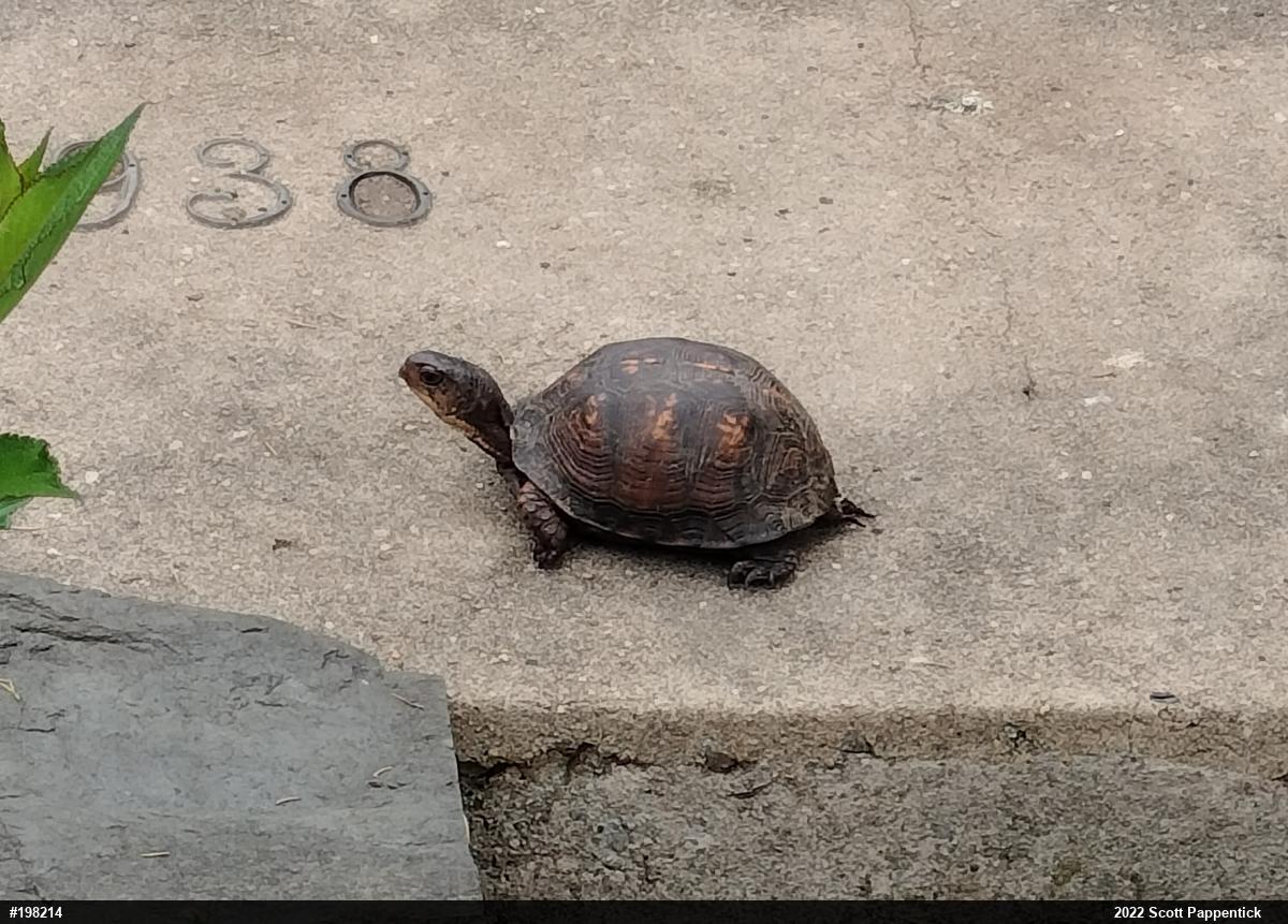 Eastern Box Turtle