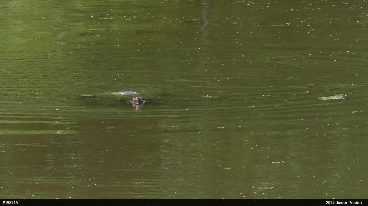 Snapping Turtle