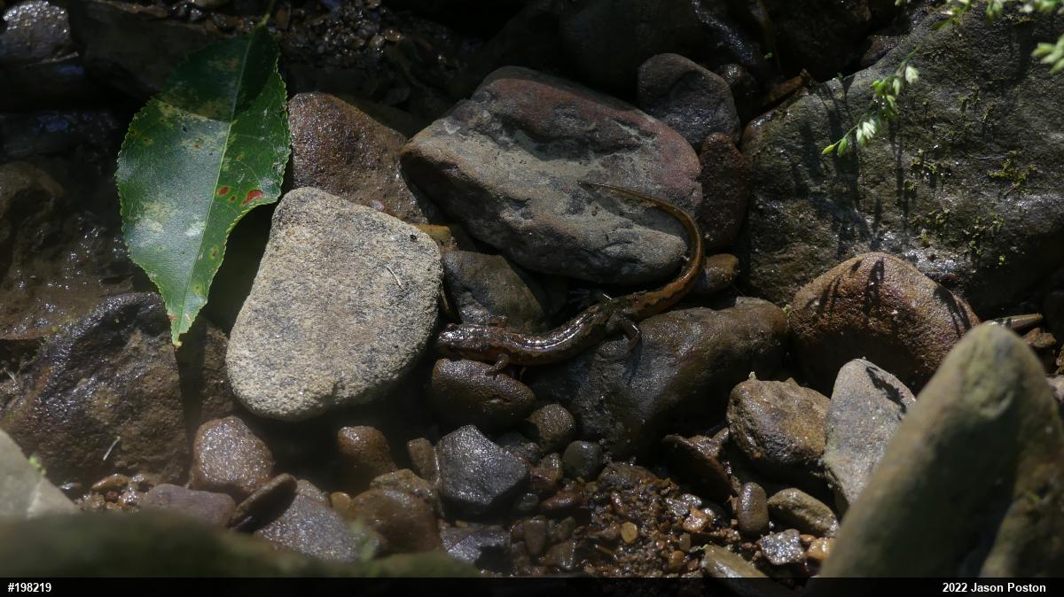 Northern Dusky Salamander