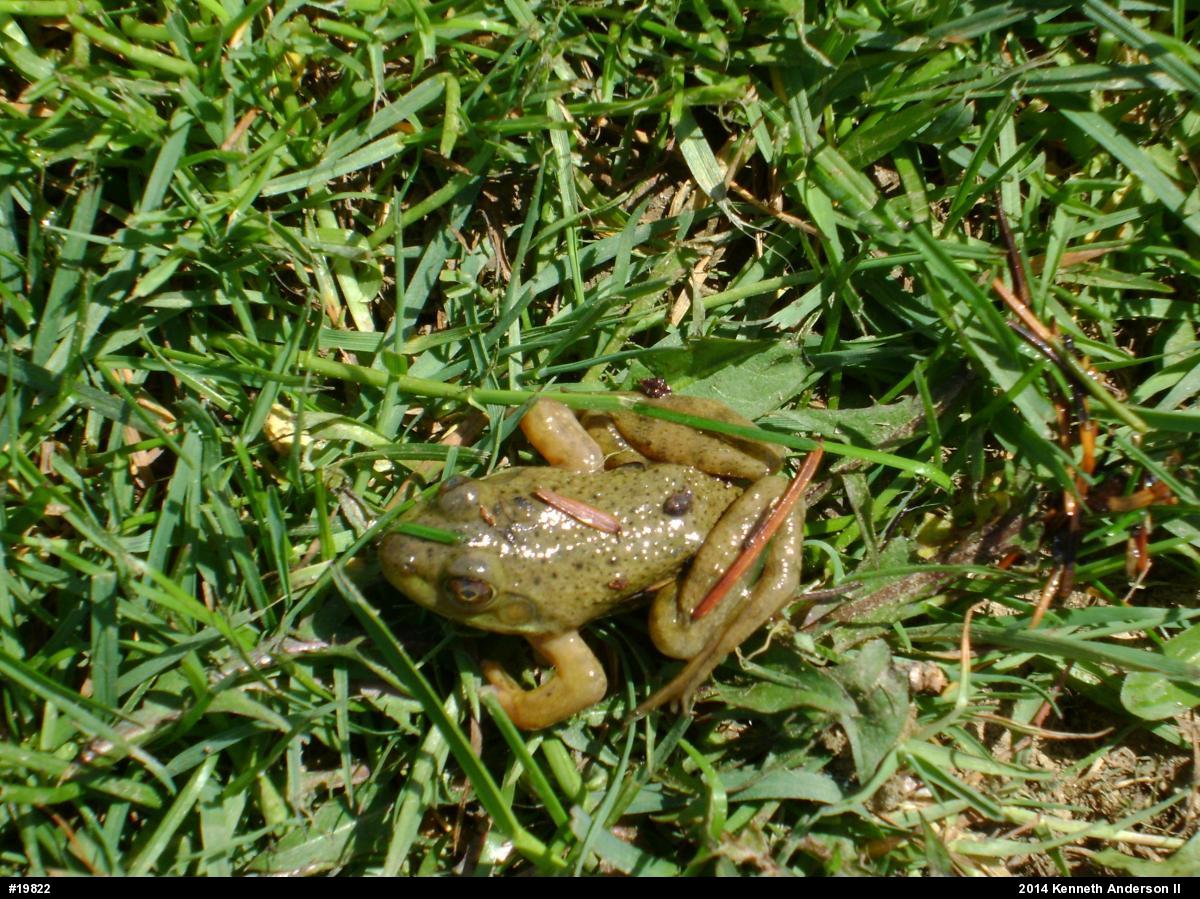 American Bullfrog