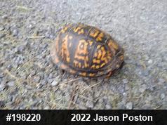 Eastern Box Turtle
