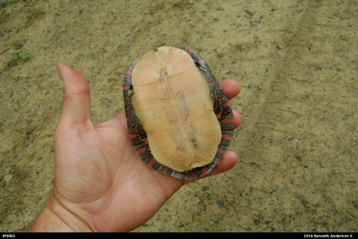 Midland Painted Turtle