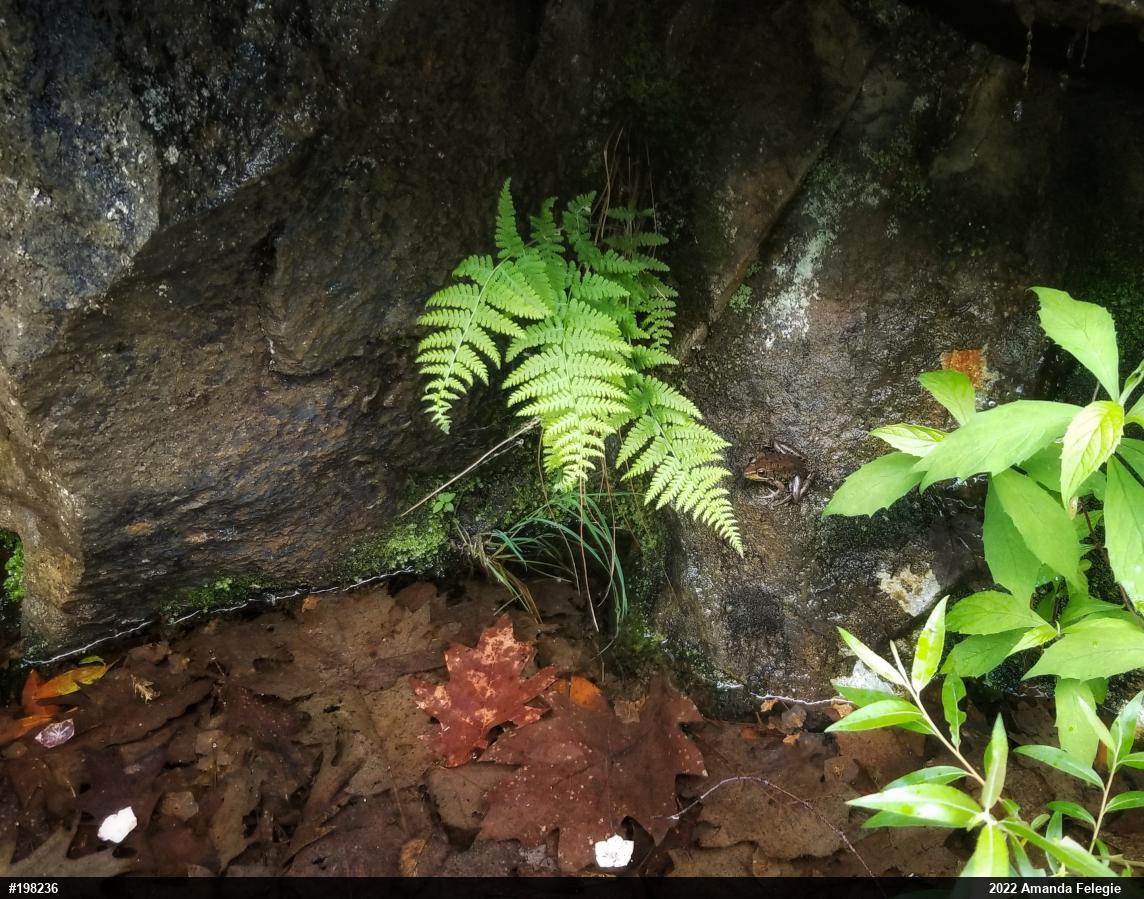 Green Frog