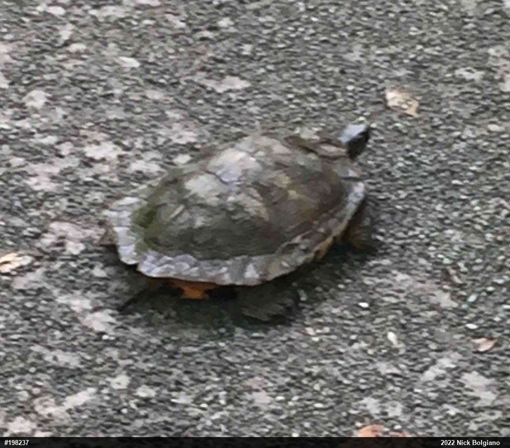 Wood Turtle