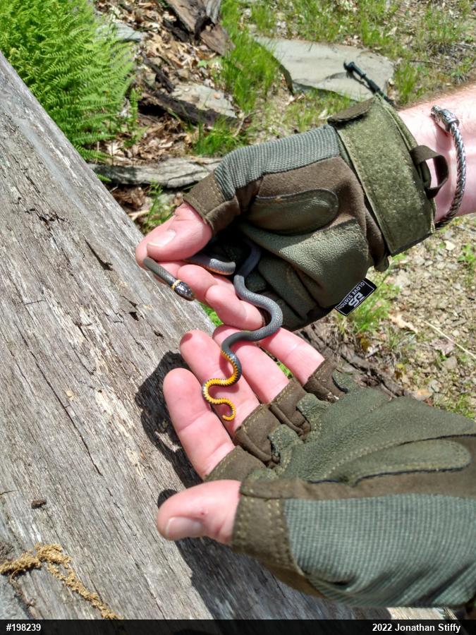 Northern Ring-necked Snake