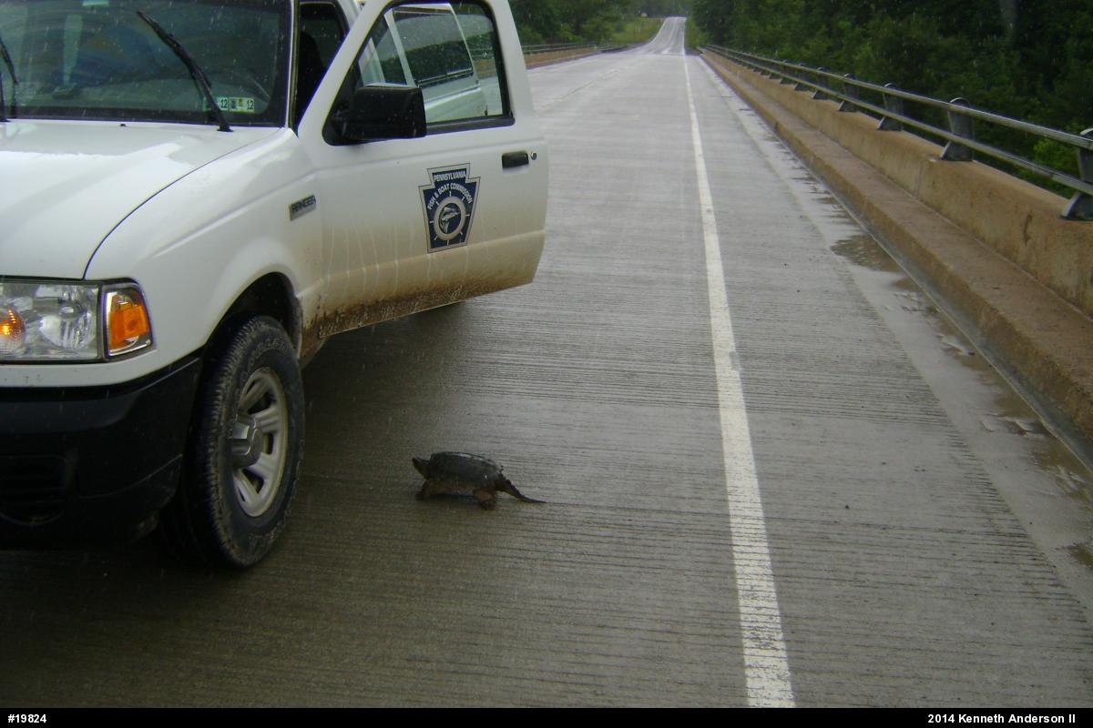 Snapping Turtle