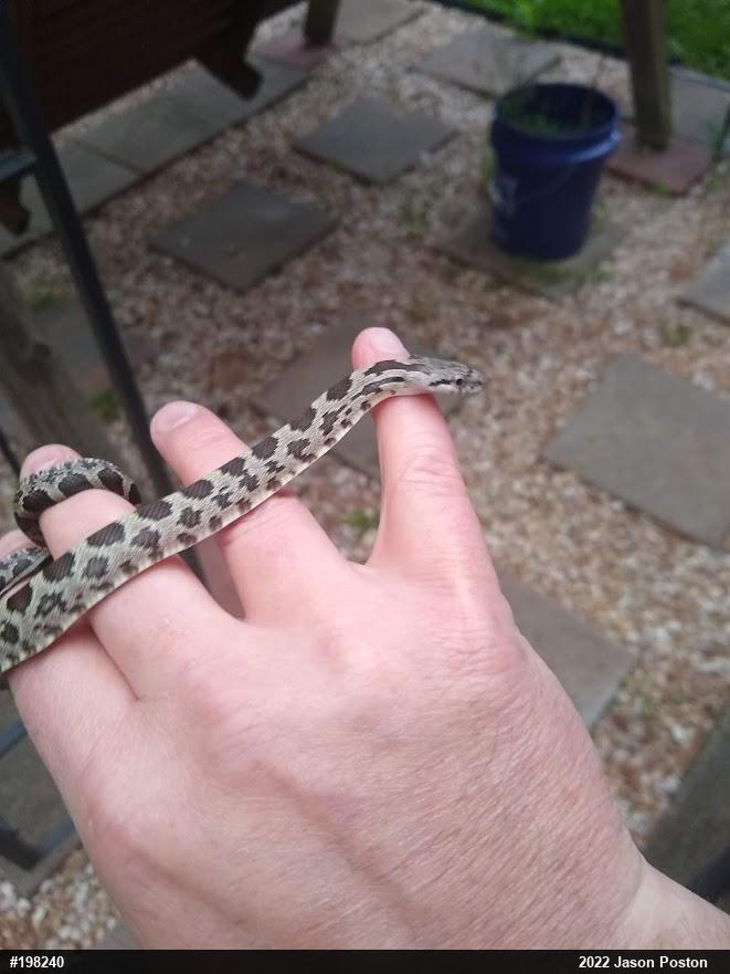 Eastern Ratsnake