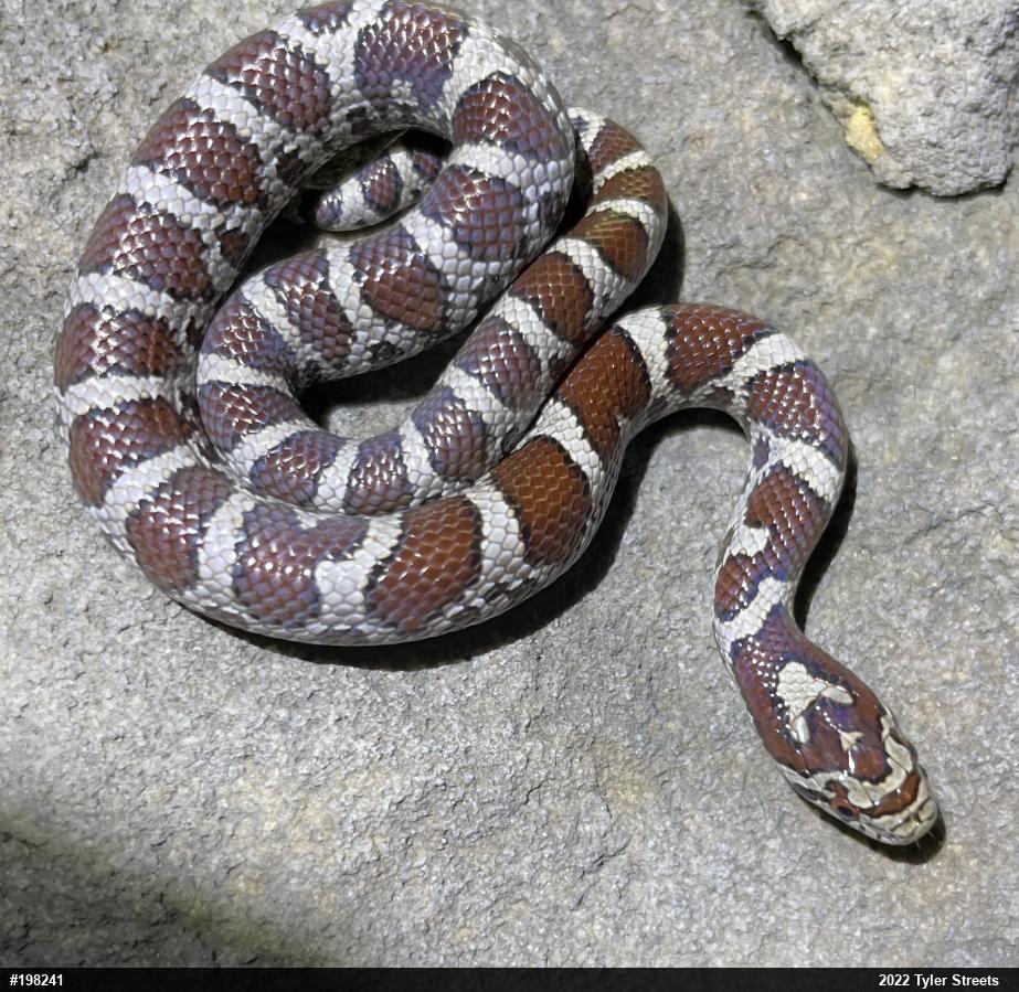 Eastern Milksnake