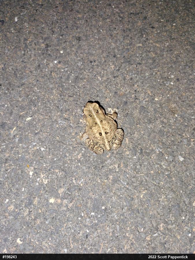 Eastern American Toad