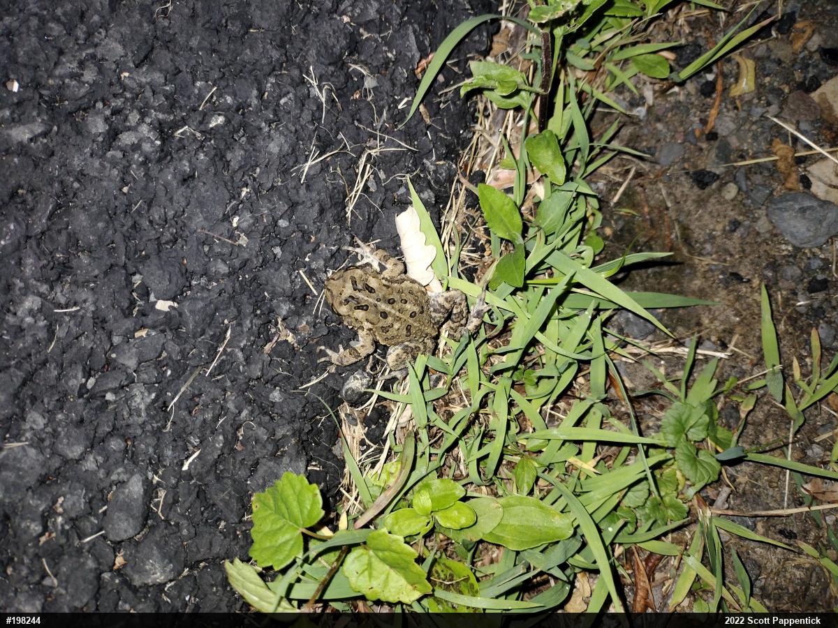 Eastern American Toad