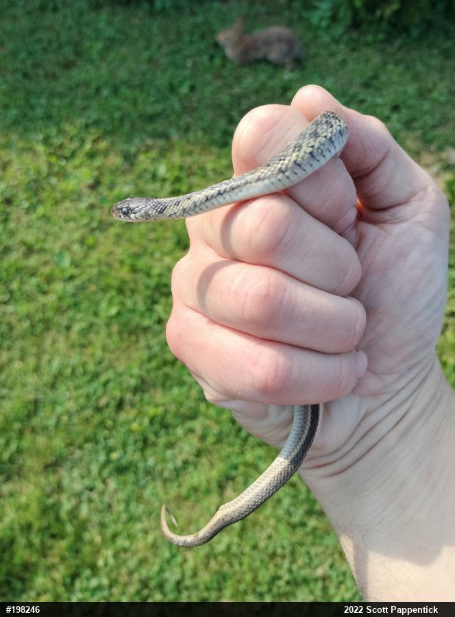 Eastern Gartersnake