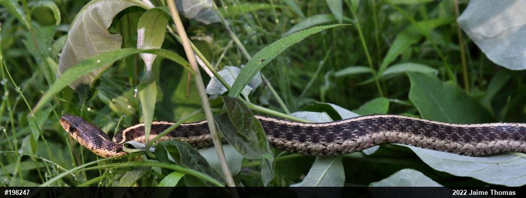 Eastern Gartersnake