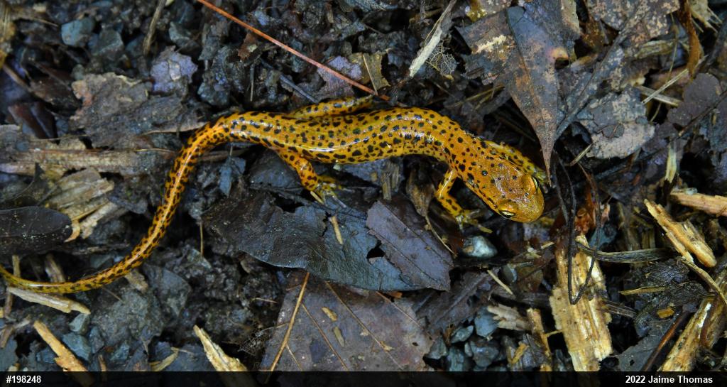 Eastern Long-tailed Salamander