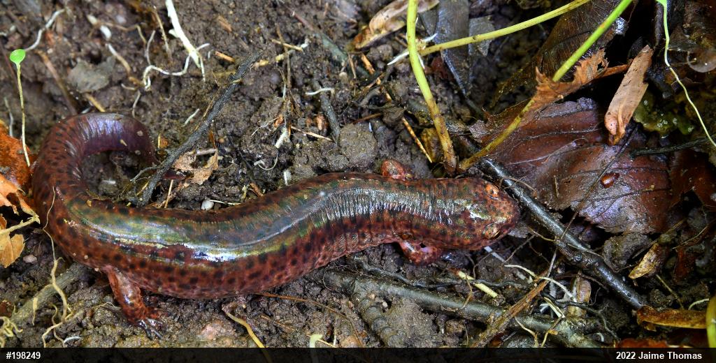 Northern Red Salamander