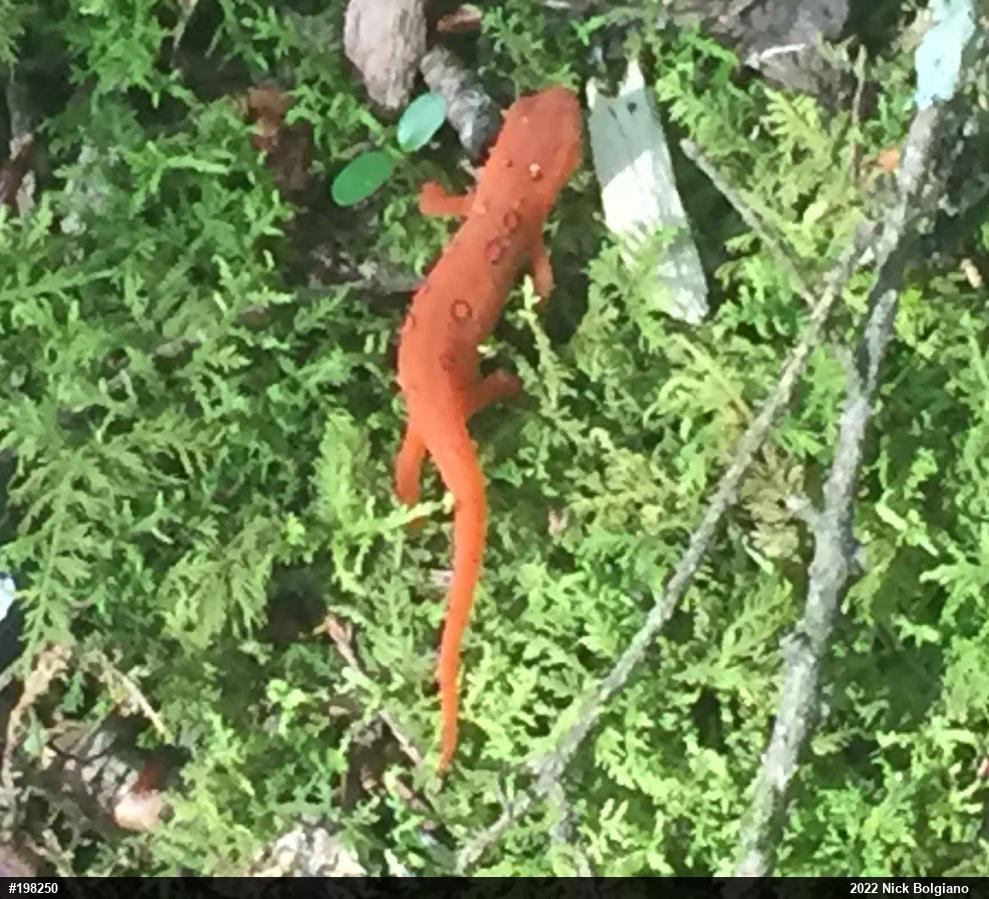 Red-spotted Newt