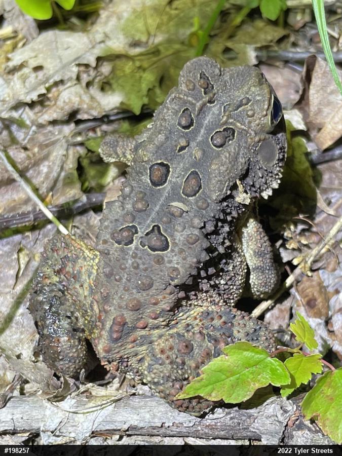 Eastern American Toad