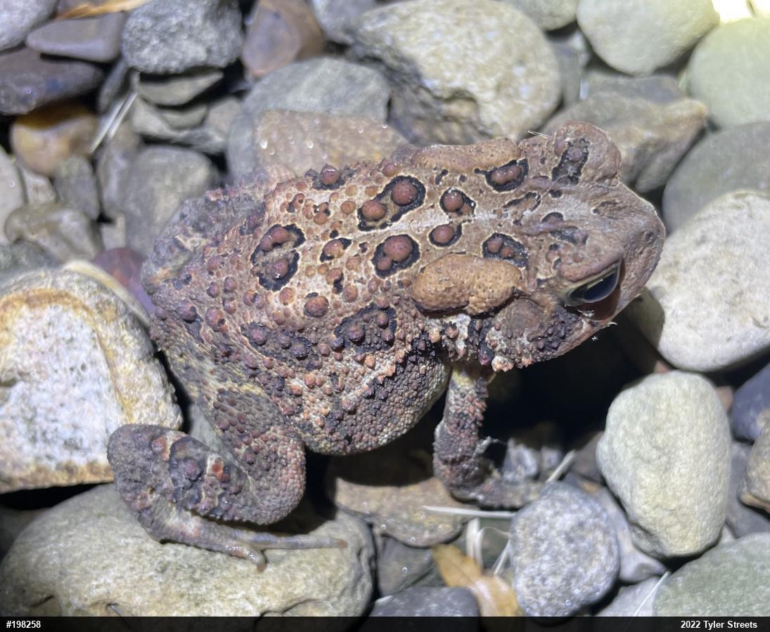 Eastern American Toad