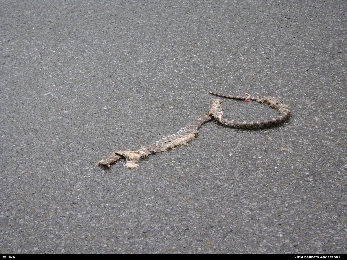 Eastern Milksnake