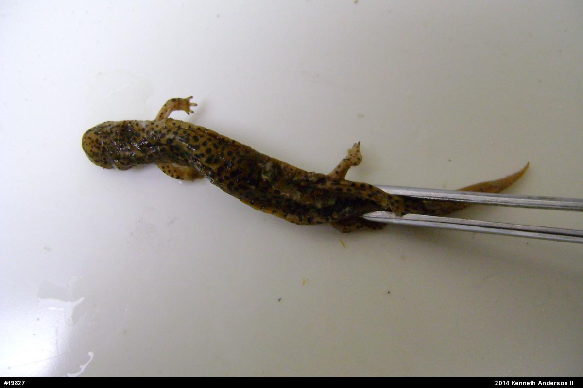 Northern Red Salamander