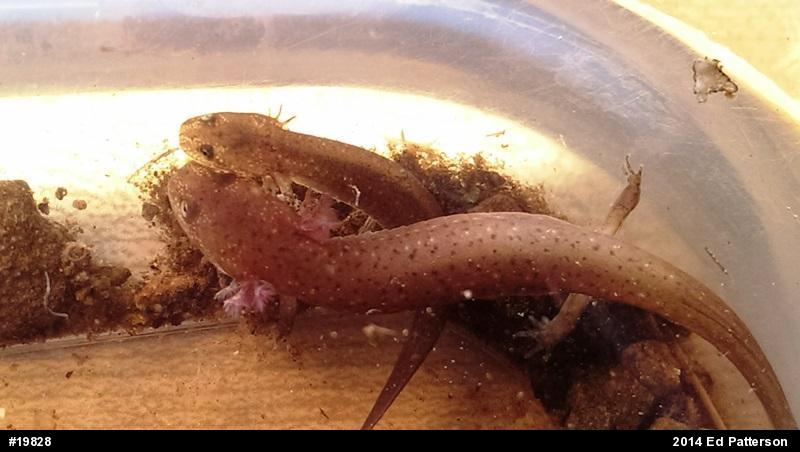 Northern Red Salamander