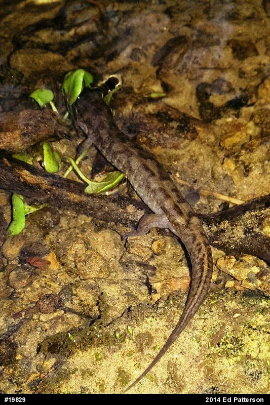 Seal Salamander