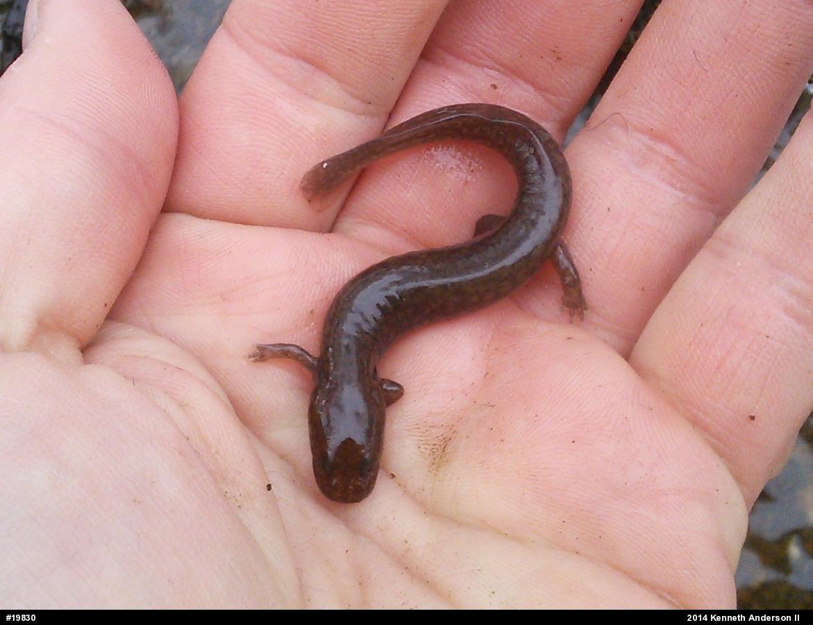 Northern Spring Salamander