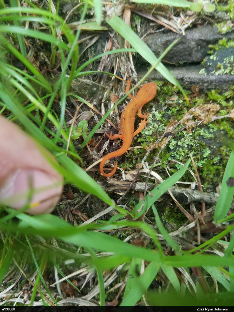 Red-spotted Newt