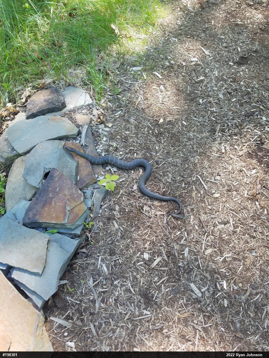 Northern Watersnake