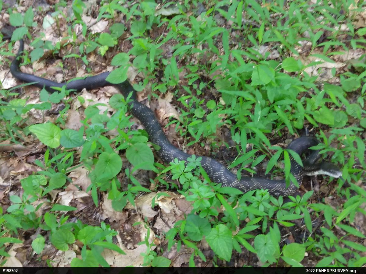 Eastern Ratsnake